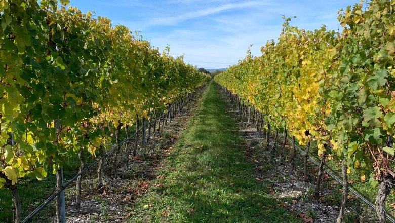 Wein aus eigenem Anbau, © Heuriger Dreimäderlshaus_2022