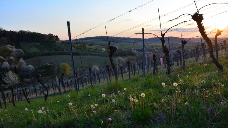 Ried Hausleiten, © Sophie Kienberger